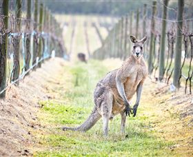 Yabby Lake Vineyard & Cellar Door - Attractions 8