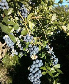 Gunnadoo Berries - Attractions 2
