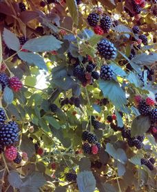 Gunnadoo Berries - Attractions 0