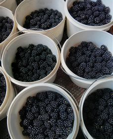 Gunnadoo Berries - Attractions 3