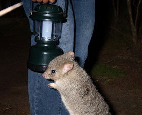 Moonlit Sanctuary Wildlife Conservation Park - Attractions Las Vegas 1