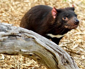 Moonlit Sanctuary Wildlife Conservation Park - Attractions Las Vegas 4