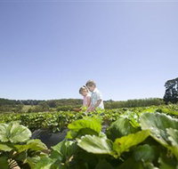 Sunny Ridge Strawberry Farm - Attractions