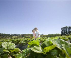 Sunny Ridge Strawberry Farm - Attractions 0