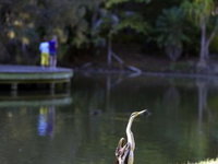 Birdwatching in the South Burnett