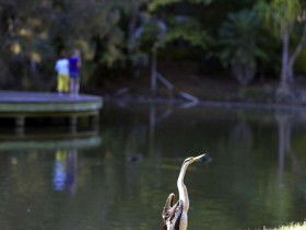 Birdwatching In The South Burnett - Attractions 0