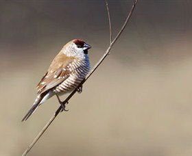 Capertee Valley Bird Trail - Attractions 3