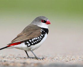 Capertee Valley Bird Trail - Attractions 1