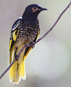 Capertee Valley Bird Trail - Attractions 4