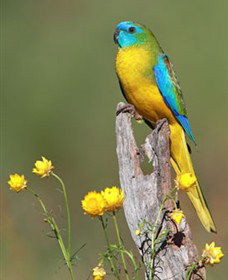 Capertee Valley Bird Trail - Attractions 5