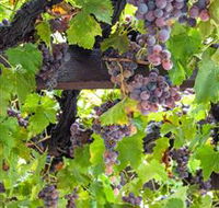  Murrumbateman Winery Company Pty Ltd  - Attractions