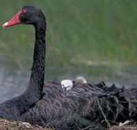 French Island Marine National Park - Attractions