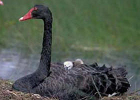 French Island Marine National Park - Attractions 0