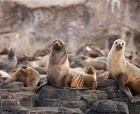 Phillip Island Nature Parks - Attractions 1