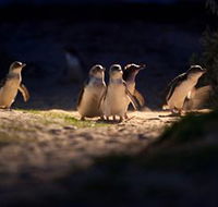 Phillip Island Nature Parks - Attractions