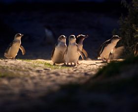 Phillip Island Nature Parks - Attractions 0