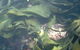 Churchill Island Marine National Park - thumb 0