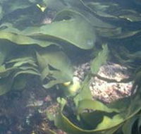 Churchill Island Marine National Park - Attractions