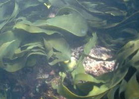 Churchill Island Marine National Park - Attractions 0