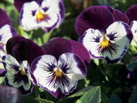 Newtown Park State Rose Garden