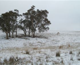 Crookwell Wind Farm - Attractions Las Vegas 2