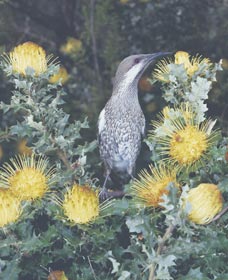 Dryandra Woodland - Attractions 1