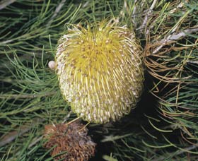 Dryandra Woodland - Attractions 3