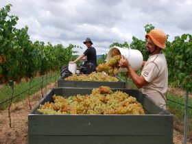 Golden Grove Estate - Attractions 0