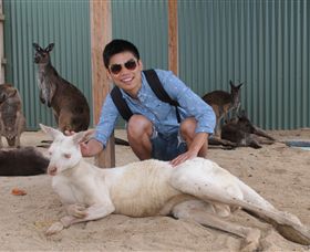 Maru Koala And Animal Park - Attractions Las Vegas 2