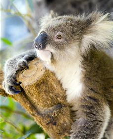 Maru Koala And Animal Park - Attractions Las Vegas 1