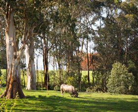 Ungulla Country Garden - Attractions 8