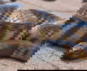 Canberra Reptile Zoo - Attractions 1