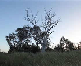 Cooleman Ridge - Attractions 1