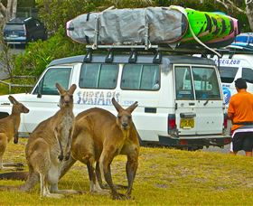 Surfaris Surf Camp - Attractions 3