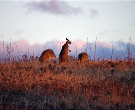 Dingo Tours - Attractions 0