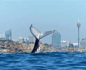 Oz Whale Watching - Attractions 0