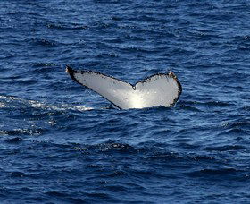 Oz Whale Watching - Attractions 2
