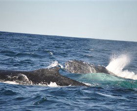 Oz Whale Watching - Attractions 3