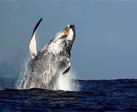 Oz Whale Watching - Attractions 1
