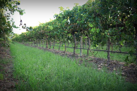 Bunnamagoo Wines - Attractions Las Vegas 2