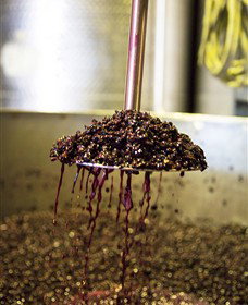 Quealy Winemakers - Attractions 6