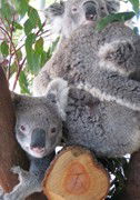 Cohunu Koala Park - Attractions 1