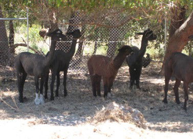 Cohunu Koala Park - Attractions 2