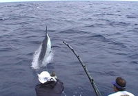 Amokura Charters