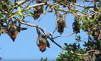 Blackbutt Reserve - Attractions 1
