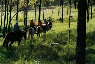 Hunter Valley Horse Riding And Adventures - Attractions 0