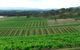 Hunter Vineyard Tours - thumb 2