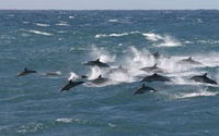 Book Salamander Bay Accommodation Vacations Attractions Attractions