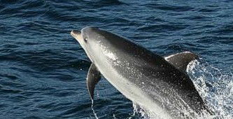 Tamboi Queen Cruises - Attractions 2
