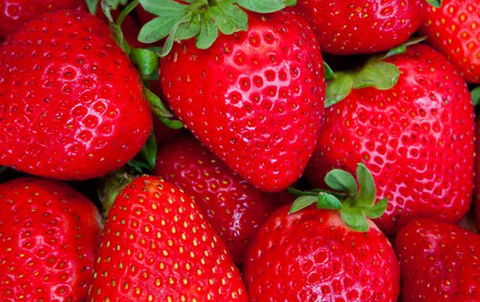 Newcastle City Farmers Markets - Attractions 2